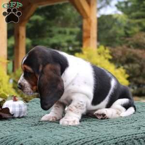 Prince, Basset Hound Puppy